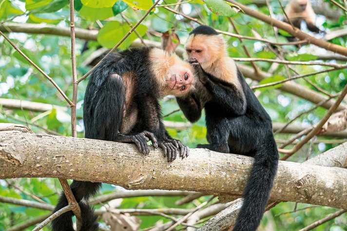 Nationalpark Cahuita