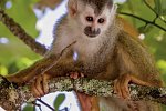 Costa Rica naturnah erwandern