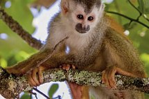 Costa Rica naturnah erwandern