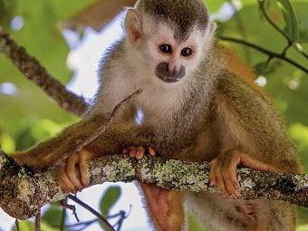 Costa Rica naturnah erwandern