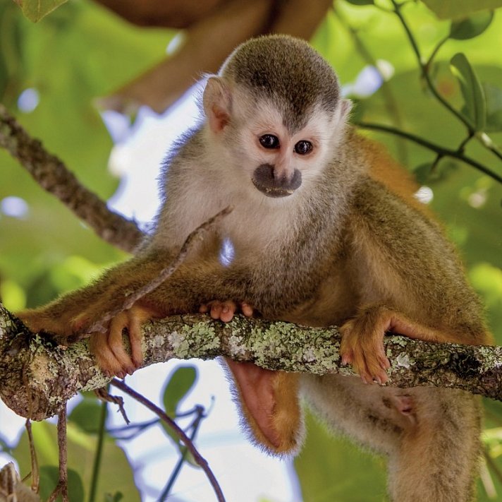 Costa Rica naturnah erwandern