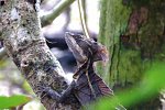 Abenteuer zwischen Vulkan & Regenwald (umgekehrte Richtung)