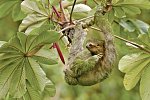 Geheimsvolles Costa Rica: Quetzale & Delfine