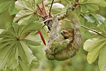 Geheimsvolles Costa Rica: Quetzale & Delfine - Dreifingerfaultier