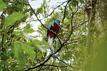 Geheimsvolles Costa Rica: Quetzale & Delfine