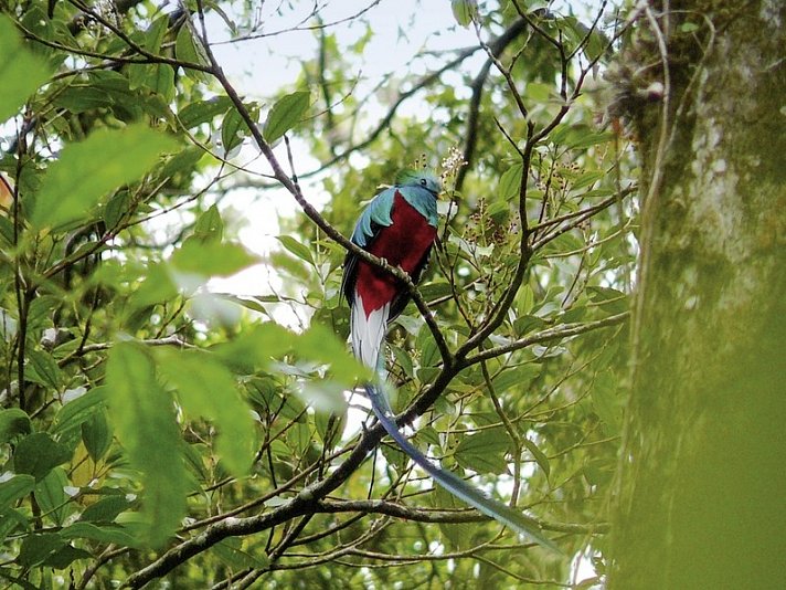 Geheimsvolles Costa Rica: Quetzale & Delfine