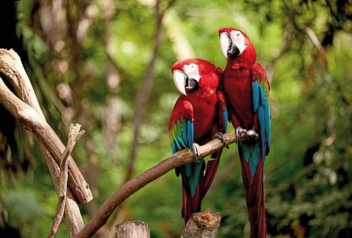 Geheimnisvolles Costa Rica: Nebelwald und Rote Aras - Rote Aras