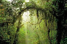 Unentdecktes Costa Rica - Nebelwald Monteverde