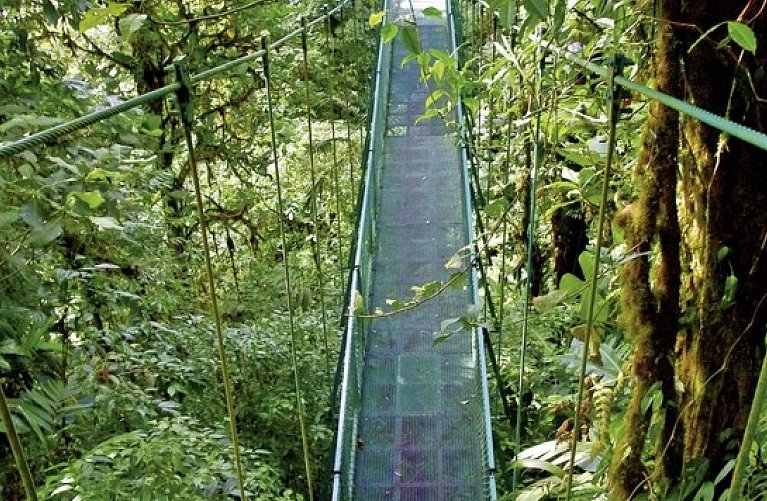 Nebelwald Monteverde