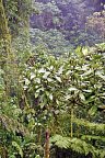 Nebelwald Monteverde
