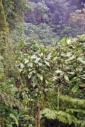 Nebelwald Monteverde