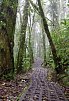Nebelwald Monteverde