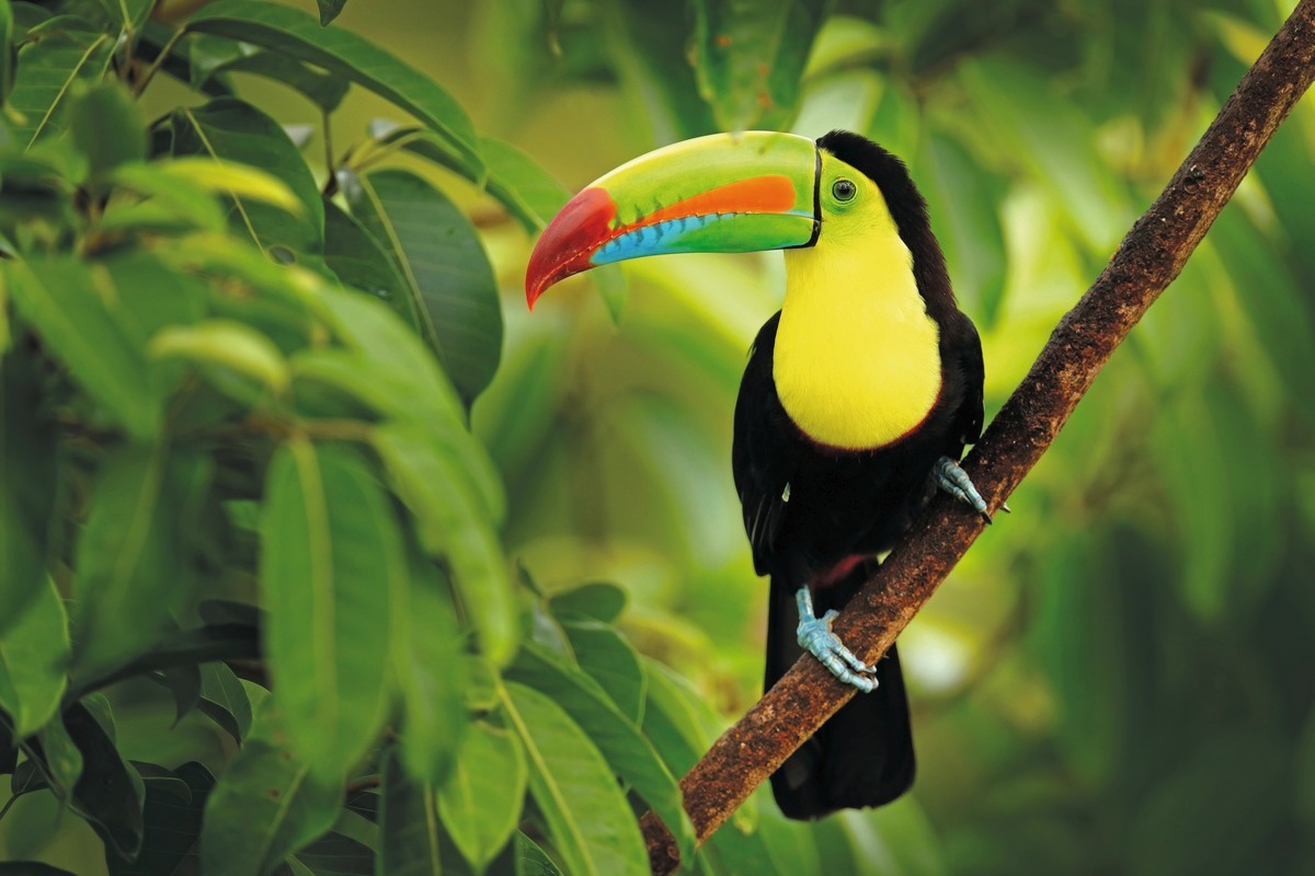 Nationalpark Corcovado