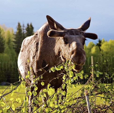 Traumhaftes Südschweden - Elchpark
