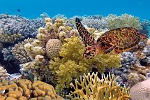 Auf den Spuren der Regenbogenschlange - Great Barrier Reef