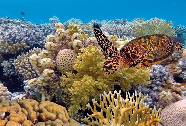 Auf den Spuren der Regenbogenschlange - Great Barrier Reef