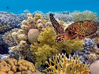 Auf den Spuren der Regenbogenschlange - Great Barrier Reef