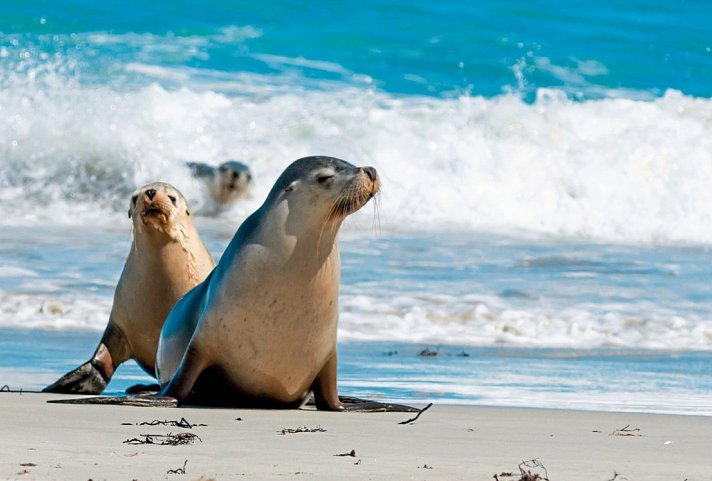 Höhepunkte Australiens (ab Sydney/bis Melbourne) - Seal Bay, Kangaroo Island