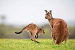 Höhepunkte Australiens (ab Sydney/bis Perth)