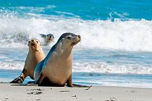 Höhepunkte Australiens (ab Sydney/bis Perth) - Seal Bay, Kangaroo Island