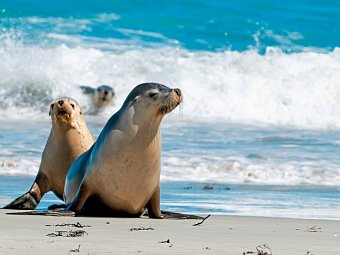 Höhepunkte Australiens (ab Sydney/bis Perth) - Seal Bay, Kangaroo Island