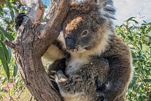 Kontrastreiches Australien