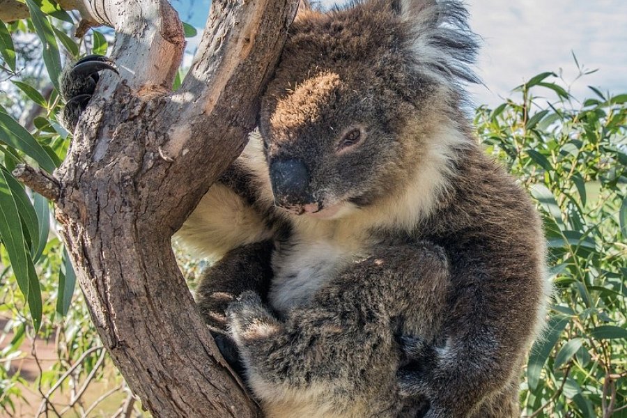 Kontrastreiches Australien