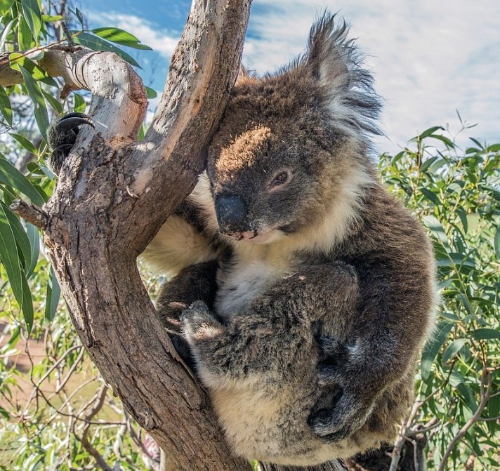 Kontrastreiches Australien