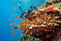 Kontrastreiches Australien - Great-Barrier-Reef