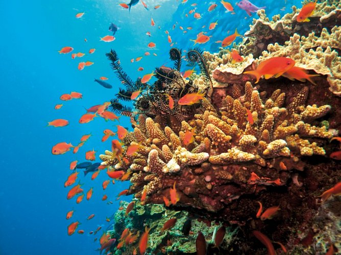 Kontrastreiches Australien - Great-Barrier-Reef