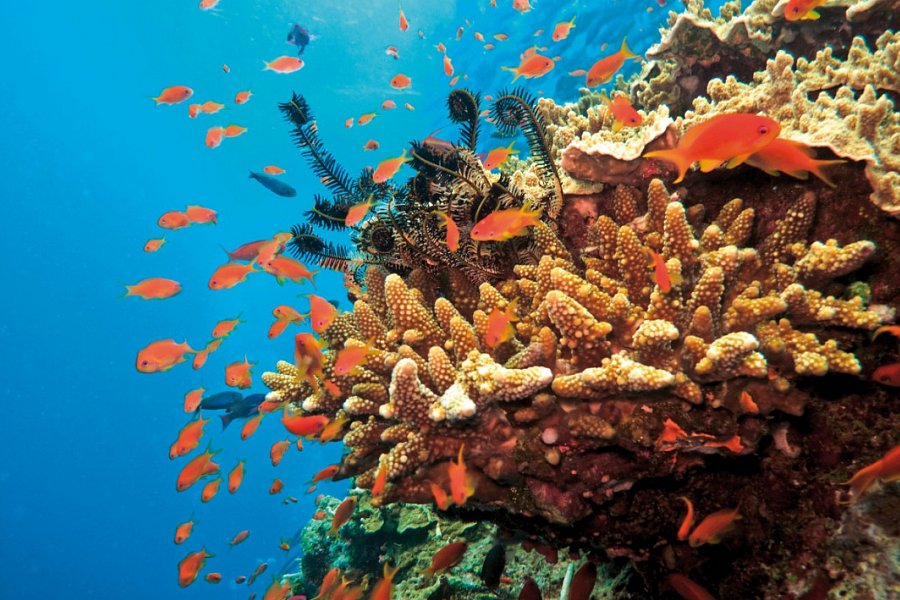 Kontrastreiches Australien - Great-Barrier-Reef