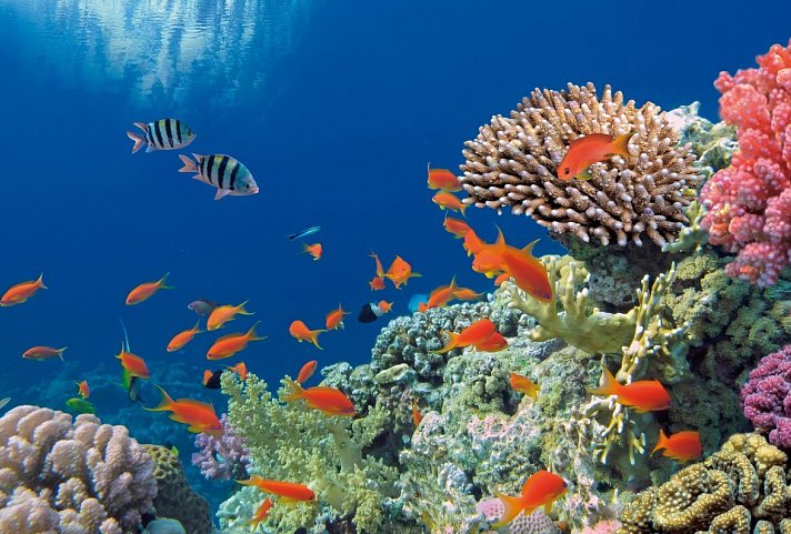 Sydney, Rock, Reef & Rail - Great Barrier Reef