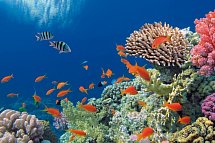 Sydney, Rock, Reef & Rail - Great Barrier Reef