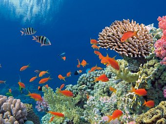 Sydney, Rock, Reef & Rail - Great Barrier Reef