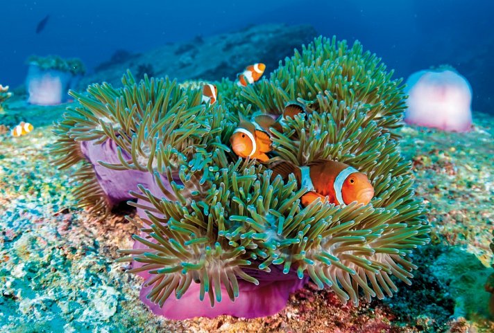 Känguru-Hüpfer - Great Barrier Reef