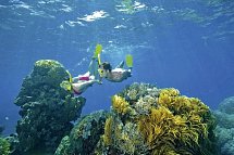 Känguru-Hüpfer & Ostküste - Great Barrier Reef
