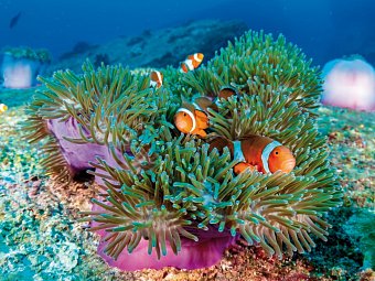 Känguru-Hüpfer & Ostküste - Great Barrier Reef