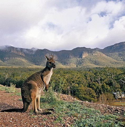 Faszination des Südens (Sydney-Adelaide) - Grampians NP