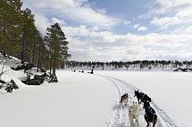 Arktische Erlebnisse - Hundeschlitten-Safari