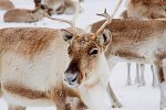 Arktische Erlebnisse