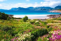 Naturparadiese im hohen Norden - Sommarøy