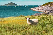 Naturparadiese im hohen Norden - Sommarøy