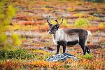 Lappland, Lofoten und Nordkap (ab Tromsø)