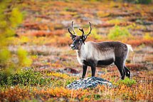Lappland, Lofoten und Nordkap (ab Tromsø) - Abisko Nationalpark