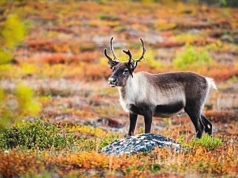 Lappland, Lofoten und Nordkap (ab Tromsø) - Abisko Nationalpark
