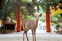 Japanische Symphonie - Kultur, Kontraste, Kostbarkeiten (nur Landprogramm) - Nara-Park