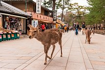 Japan für Individualisten (nur Landprogramm) - Sika-Hirsche in Nara
