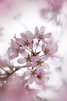 Japan mit allen Sinnen (inkl. Flug) - Kirschblüte