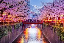Japan mit allen Sinnen (inkl. Flug) - Kirschblütenfest in Tokyo