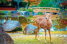 Japan zum Kennenlernen (nur Landprogramm) - Nara